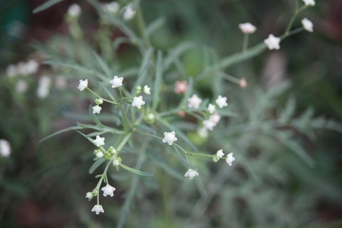 Parthenium hysterophorus L.